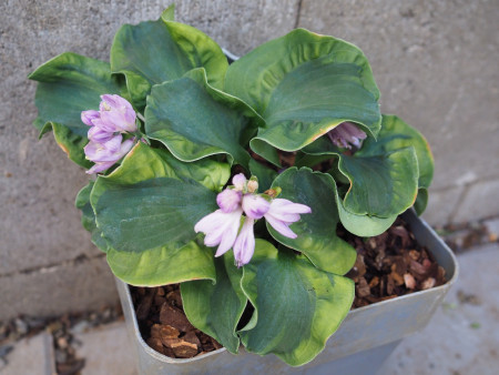 Hosta ´School Mouse´